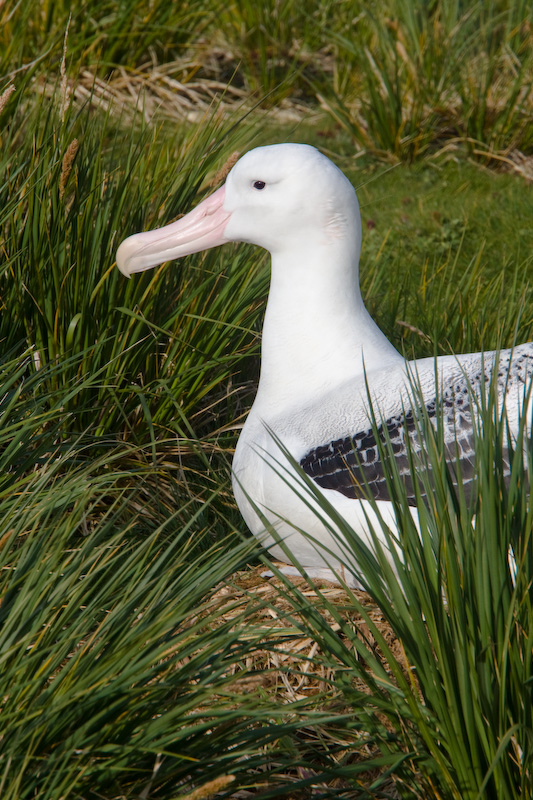 Wandering Albatross On Nest
